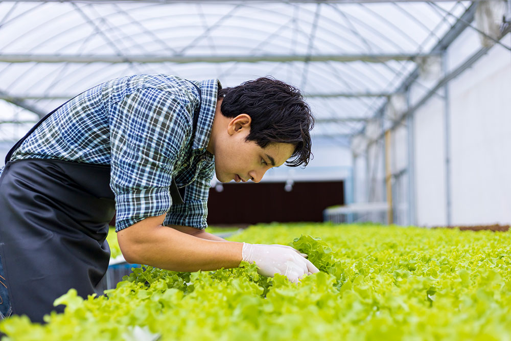 VAOC-Food-Production-System